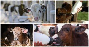 Duración del período de leche para la cría de terneros y dieta