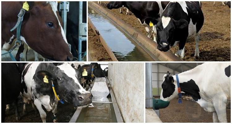 cow drinks water