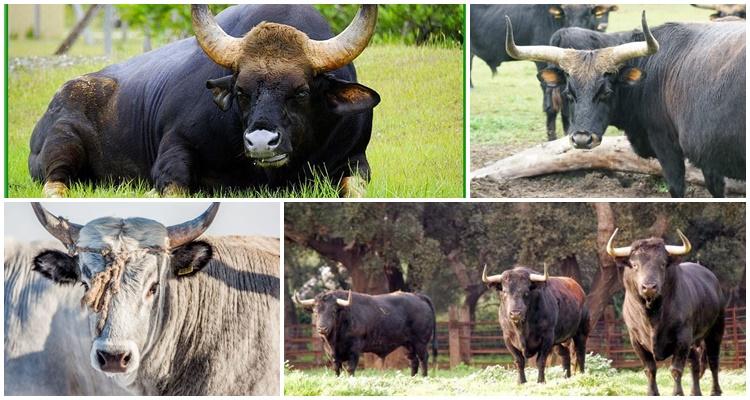 toro de gira