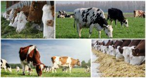 Identification of forage cows and preparation of the ration, registration of feed consumption