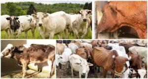 Symptoms and routes of transmission of brucellosis in cattle, treatment regimen and prevention