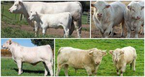 Beschrijving en kenmerken van Charolais-runderen, kenmerken van de inhoud