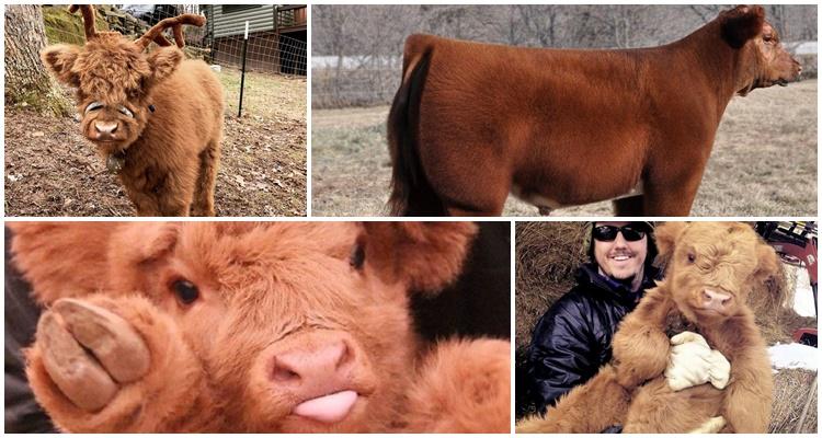 fluffy cows