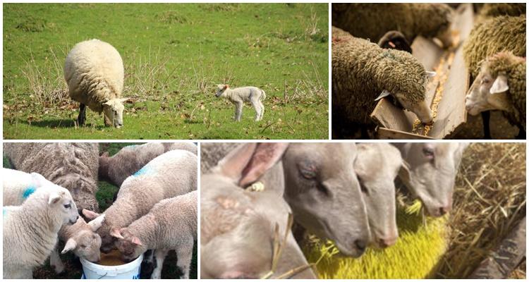 sheep feeding