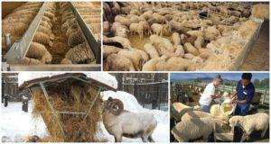 What do sheep and rams eat at home, diet and feeding norms