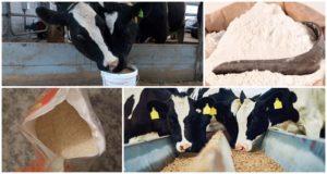 Types and composition of pelleted feed for calves, when to give