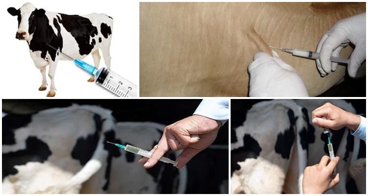 injection of cows