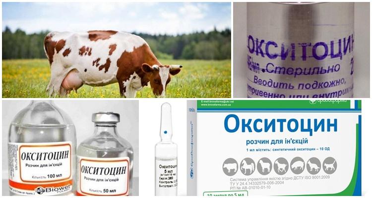 oxitocina para animales