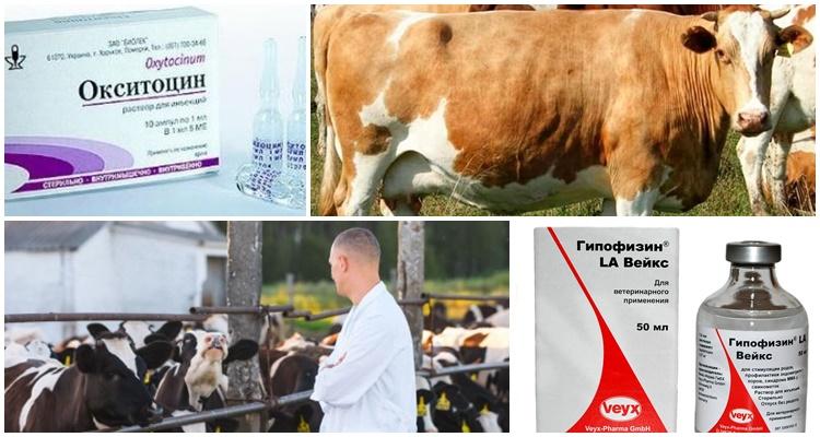 Mode d'emploi pour les vaches Oxytocine, doses pour animaux et analogues