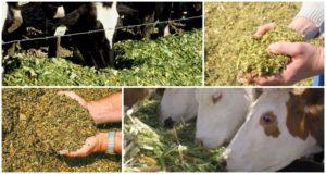 Types of feed for cattle and nutritional value, diet formulation