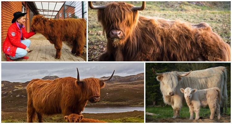 scottish cow