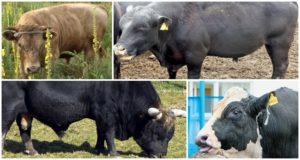 Alimentación y crianza de toros inseminadores, uso y gigantes