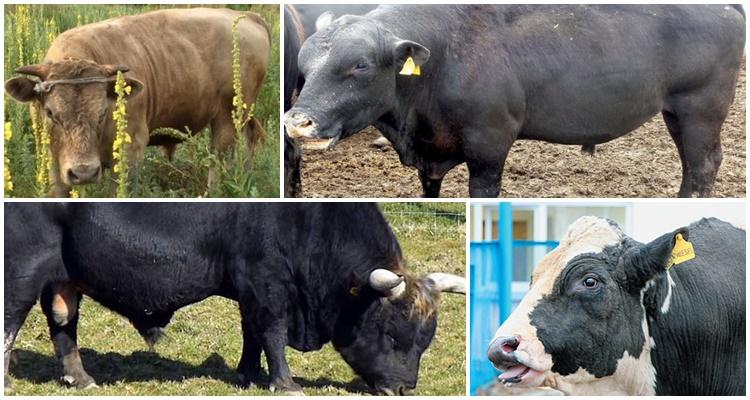 inseminadores de toros