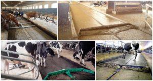 Manure removal systems in the barn, top-4 methods and manure processing