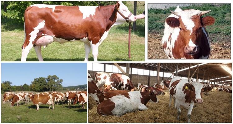 vache tachetée de rouge