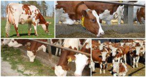 Determination of the dry period and how long it takes for cows, preparation