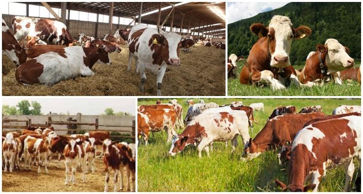 vache tachetée de rouge