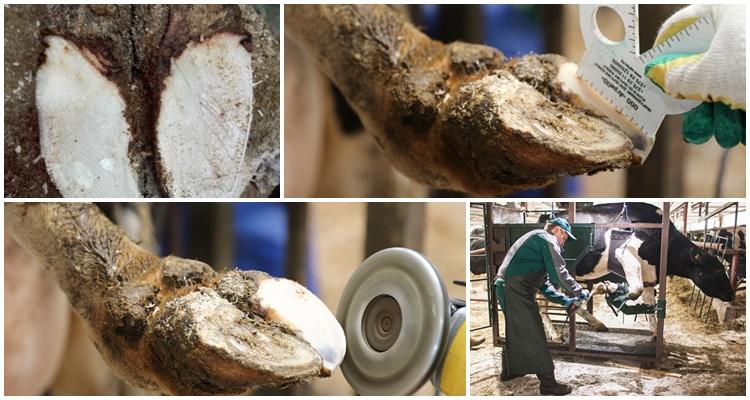 hoof trimming in cows