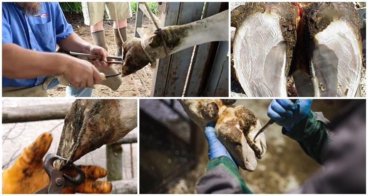 hoof trimming in cows