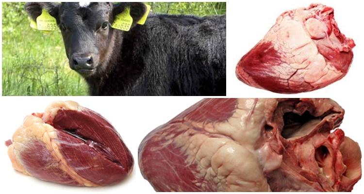 cow heart