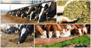 The benefits of silage for cows and how to do it right at home, storage