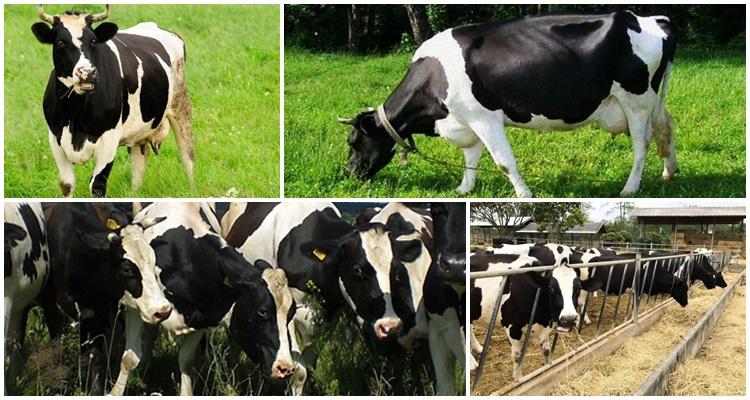 black and white cows