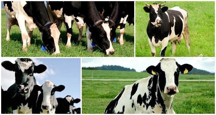 black and white cows