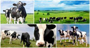 Description and characteristics of black-and-white cows, rules of keeping