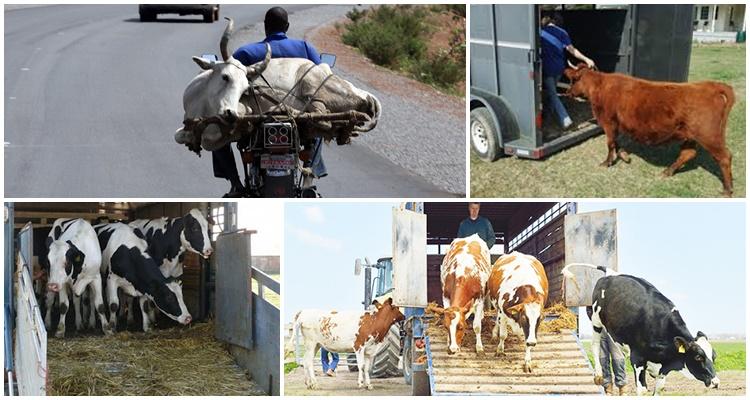 transportation of cows