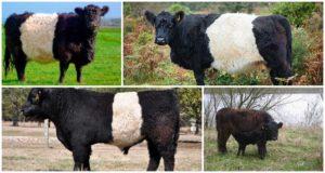 Description and characteristics of cows of the Galloway breed, rules of keeping