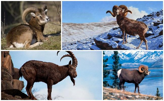 Altai mountain sheep