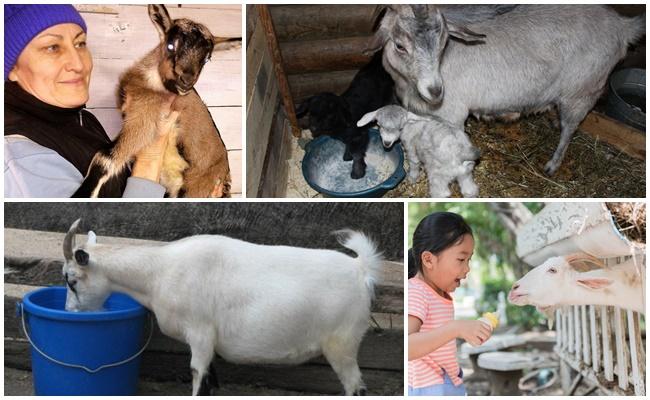 alimentación de cabras