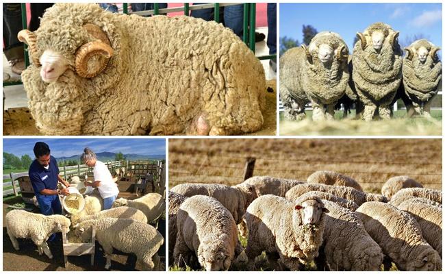 élevage de moutons en Australie