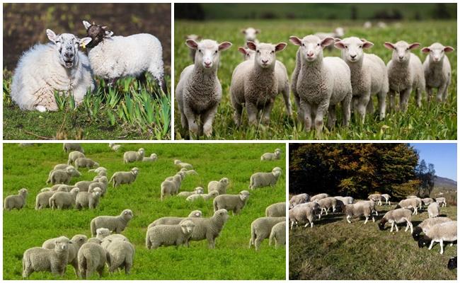 élevage de moutons de boucherie