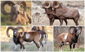 Description and varieties of wild rams with twisted horns, where they live