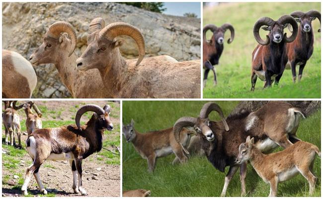 Wild mouflon