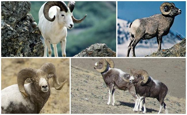 Altai mountain sheep