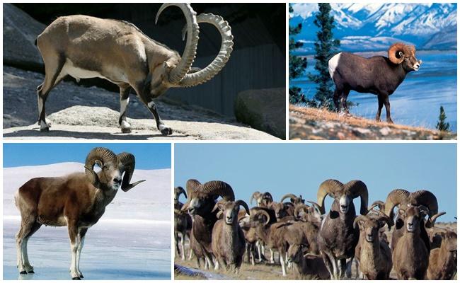 Antepasado Argali de la oveja