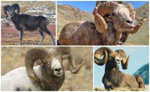 From what animals came the sheep, who are the ancestors and where do their ancestors live?