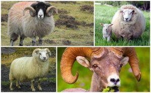 What do rams look like and who do they come from, where do artiodactyls live?