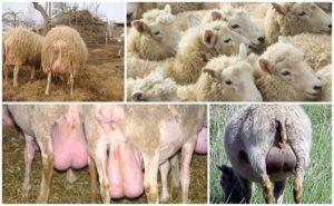 Types et symptômes de mammite chez les moutons, traitement à domicile et prévention