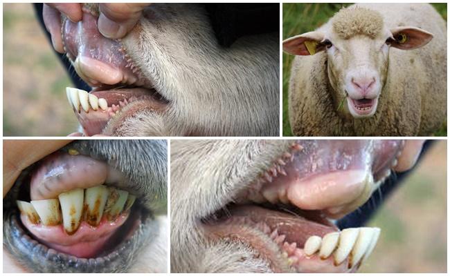 dientes de carnero