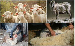 When and how to shear sheep, step by step instructions and what to use