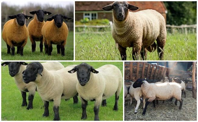 Moutons Suffolk