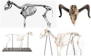 Composants du squelette de mouton, anatomie des membres et mécanique du mouvement