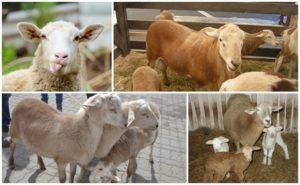 Description et caractéristiques des moutons de la race Katun qui n'ont pas besoin d'être tondus