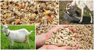 La mejor forma de alimentar a una cabra preñada y la dieta del animal antes y después del parto.