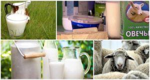 The composition and calorie content of sheep milk, its benefits and harms to the body