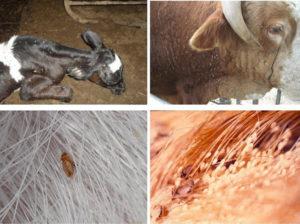 Symptoms of lice in cattle and what the parasites look like, what to do for treatment