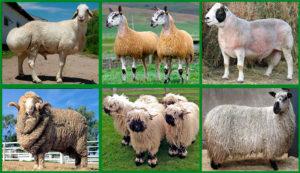 The nuances of breeding sheep of meat breeds, how quickly they grow and the rules of feeding